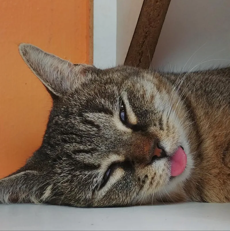 Raspberry thumbnail 2