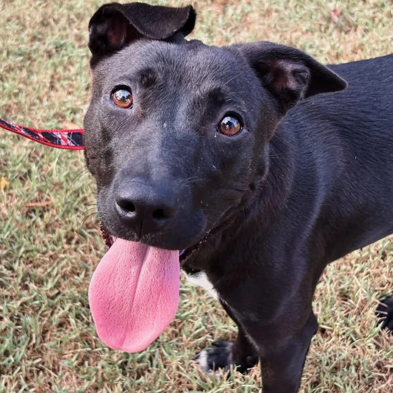 A young medium-sized female Black Russian Terrier dog named Carlee for adoption in Cartersville, GA