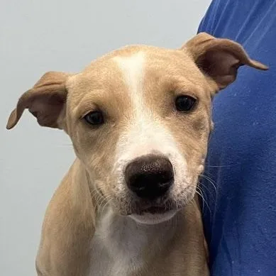 A baby medium-sized female Hound dog named Lexi for adoption in Albany, NY