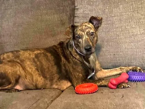 An adult medium-sized female Brindle Whippet dog named Peanut Brittle for adoption in Sudbury, MA