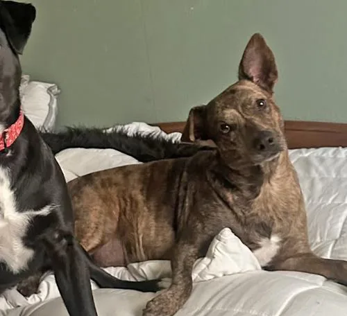 Peanut Brittle thumbnail 2