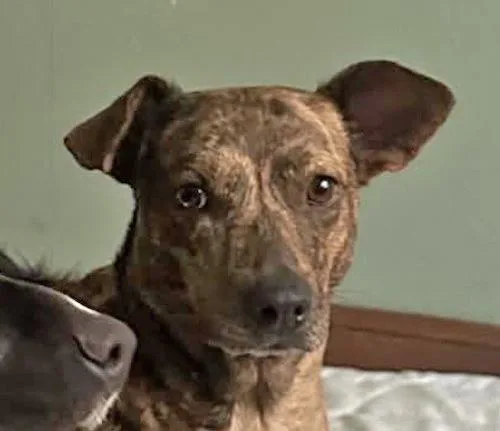 Peanut Brittle thumbnail 3