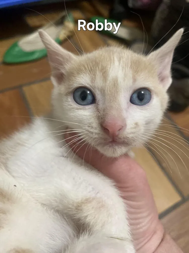 A baby small-sized male Domestic Short Hair cat named Robby for adoption in Greenbelt, MD