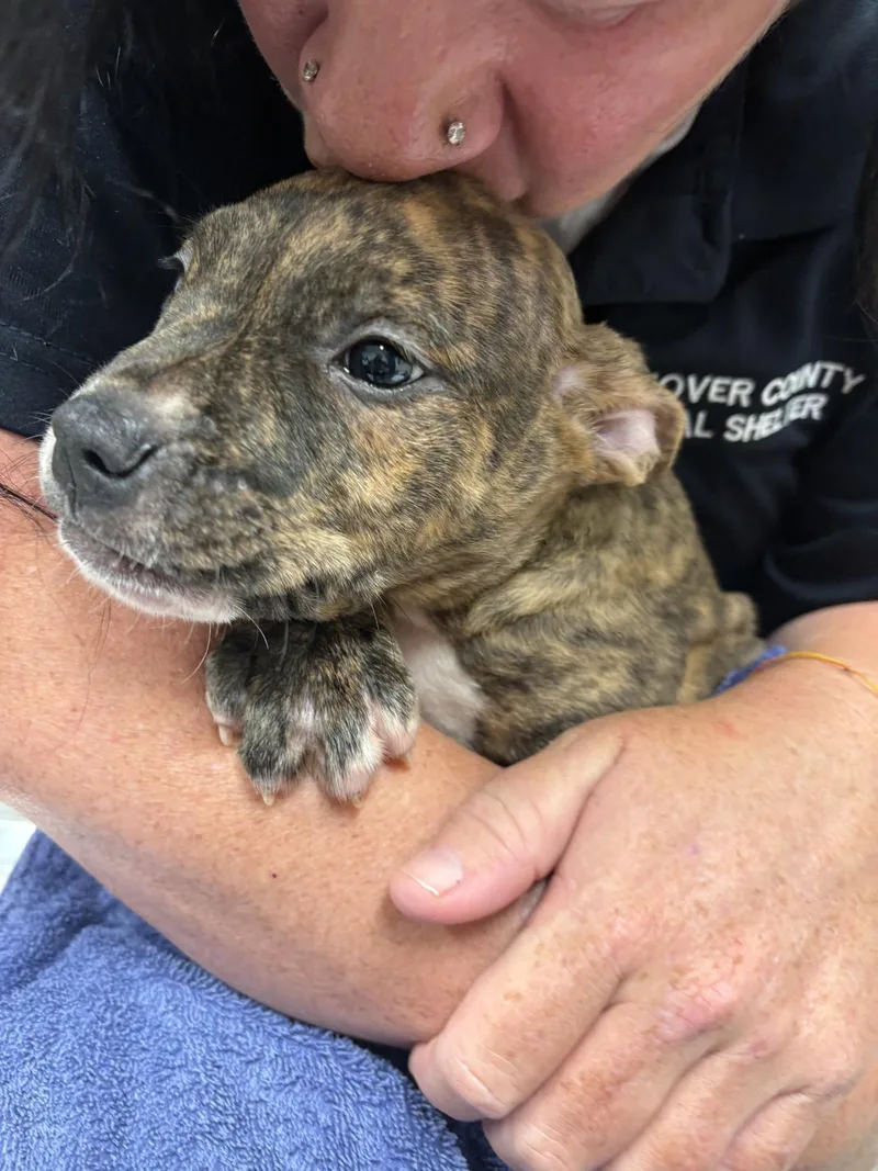 A baby medium-sized male Brindle Pit Bull Terrier dog named Maui for adoption in Ashland, VA