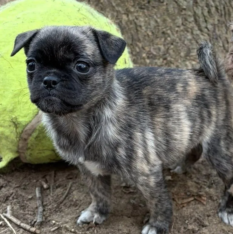 A baby small-sized male Pug dog named Dallas for adoption in Alma, MI