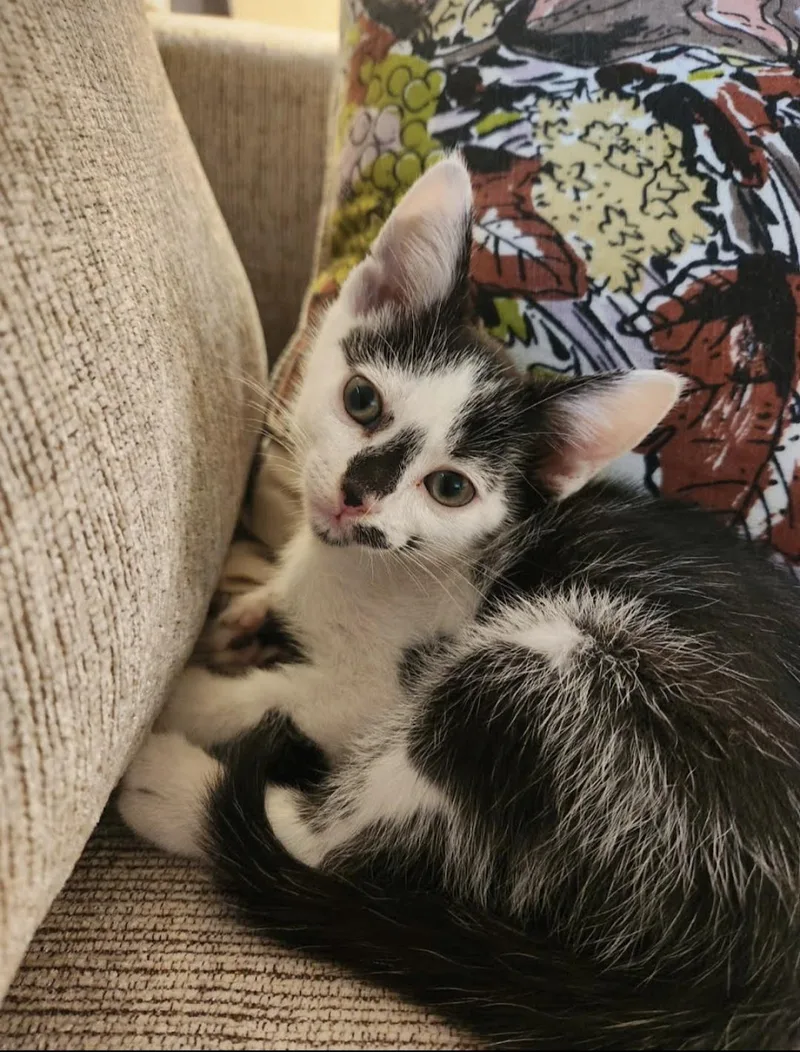 A baby small-sized male Domestic Short Hair cat named Kowalski for adoption in Knoxville, TN