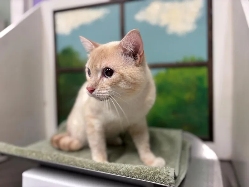 An adult large-sized male Domestic Short Hair cat named Cheese Cake for adoption in Houston, TX