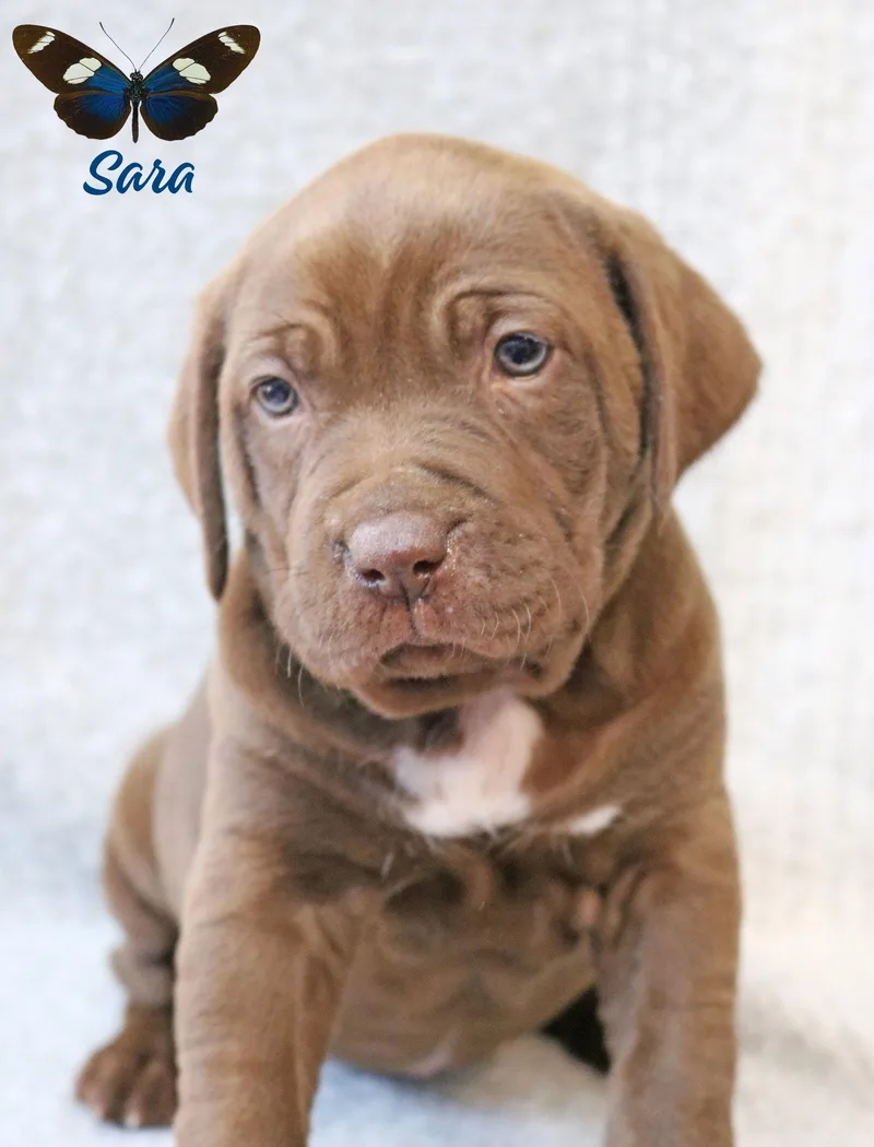 Sara Wingsoflove thumbnail 2