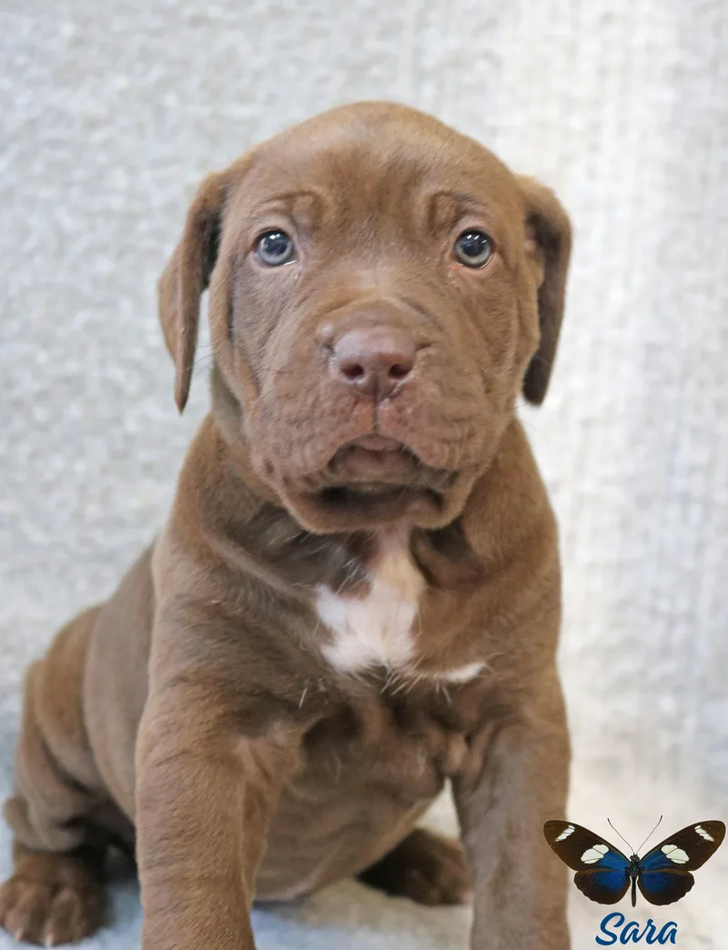 Sara Wingsoflove thumbnail 3