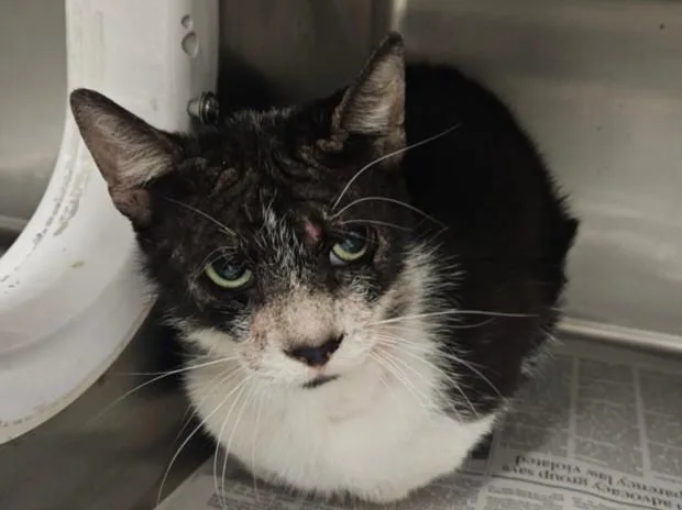 An adult large-sized male Domestic Short Hair cat named Kawaii for adoption in Van Nuys, CA