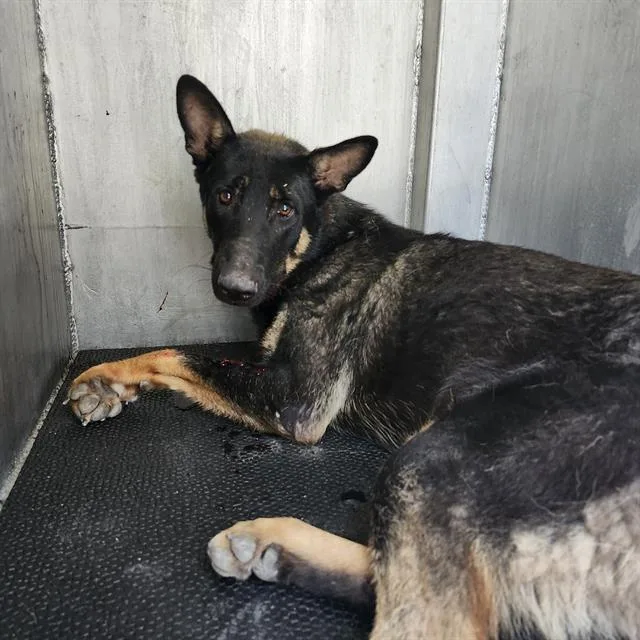 A young medium-sized female German Shepherd Dog dog named Rapid for adoption in San Antonio, TX