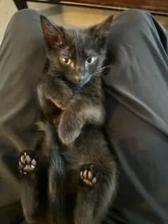 A baby medium-sized male Black Bombay cat named Oscar for adoption in Bow, WA