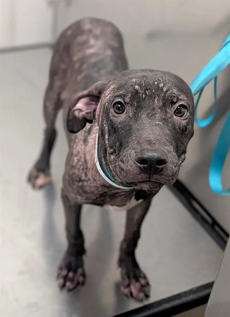 A young small-sized male Pit Bull Terrier dog named Meteor for adoption in Fort Lauderdale, FL