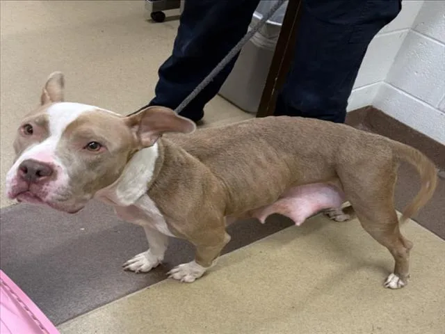 An adult medium-sized female Pit Bull Terrier dog named Asiago for adoption in Derwood, MD