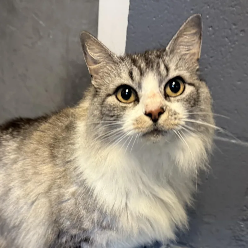 Tuscstray