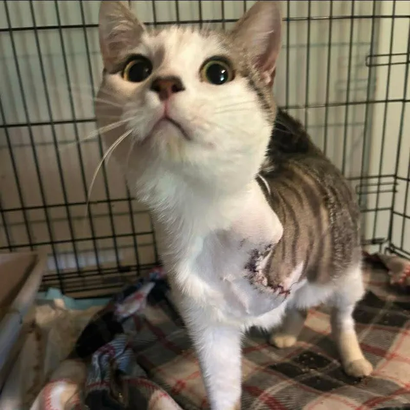 A young medium-sized female White Domestic Short Hair cat named Brynn for adoption in Buffalo, MN