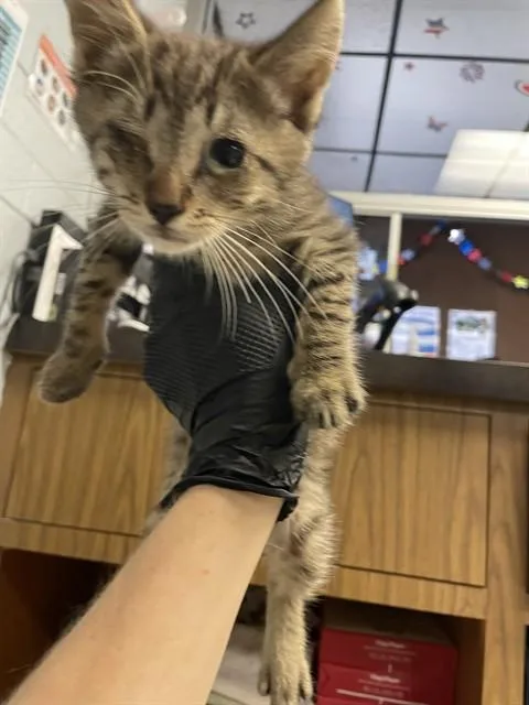 A baby small-sized male Domestic Short Hair cat named Buster for adoption in Stockton, CA