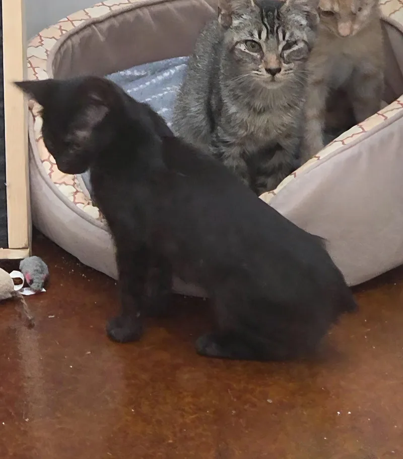 A baby medium-sized female Manx cat named Josie for adoption in Magnolia Springs, AL