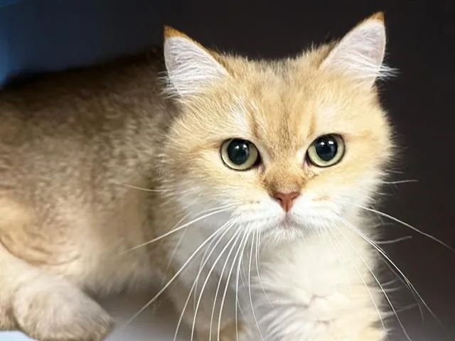 An adult medium-sized female British Shorthair cat named Butter for adoption in Fort Lauderdale, FL