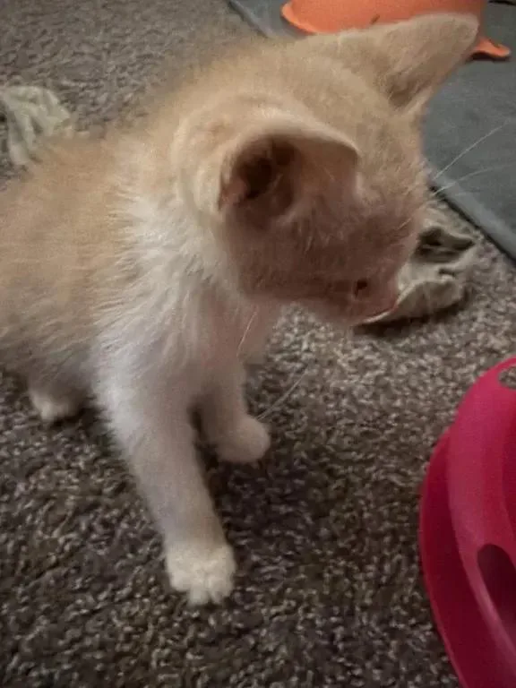 A baby small-sized male Domestic Short Hair cat named George for adoption in Grand Rapids, MI