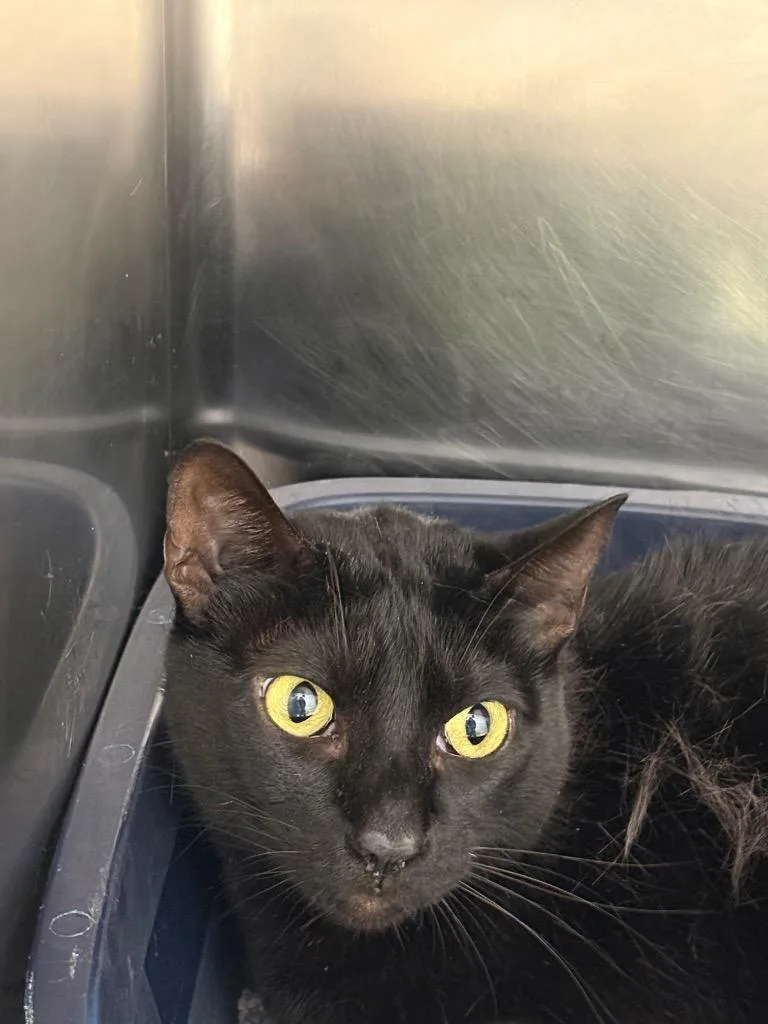 An adult medium-sized male Domestic Short Hair cat named Lucifer for adoption in Belton, TX