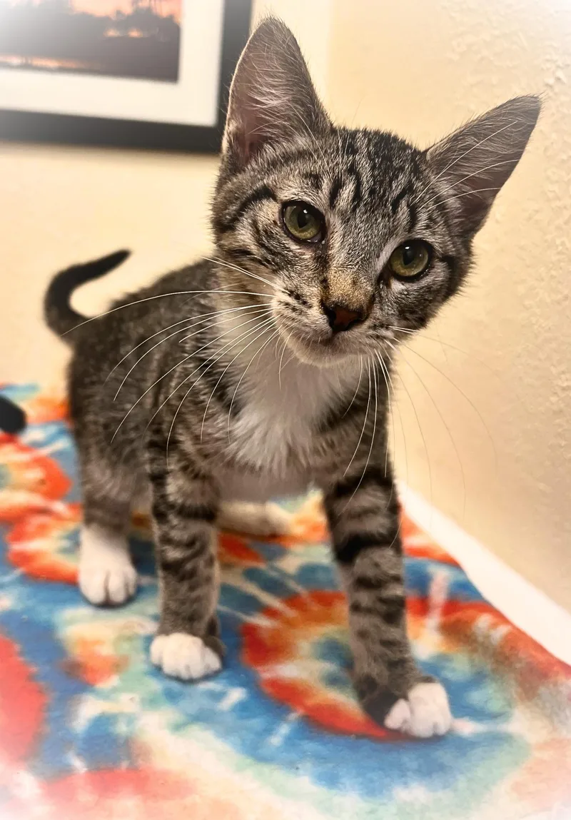A baby small-sized male Tabby cat named Carl 'Catgan' for adoption in The Dalles, OR