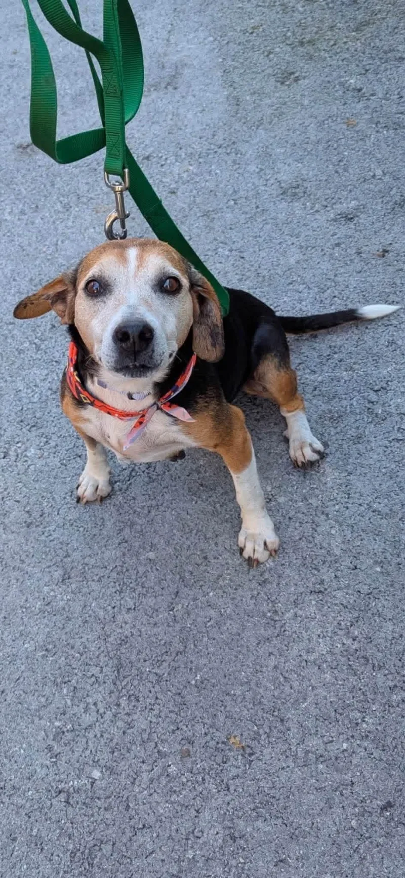An adult medium-sized female Beagle dog named Molly for adoption in Lexington, KY