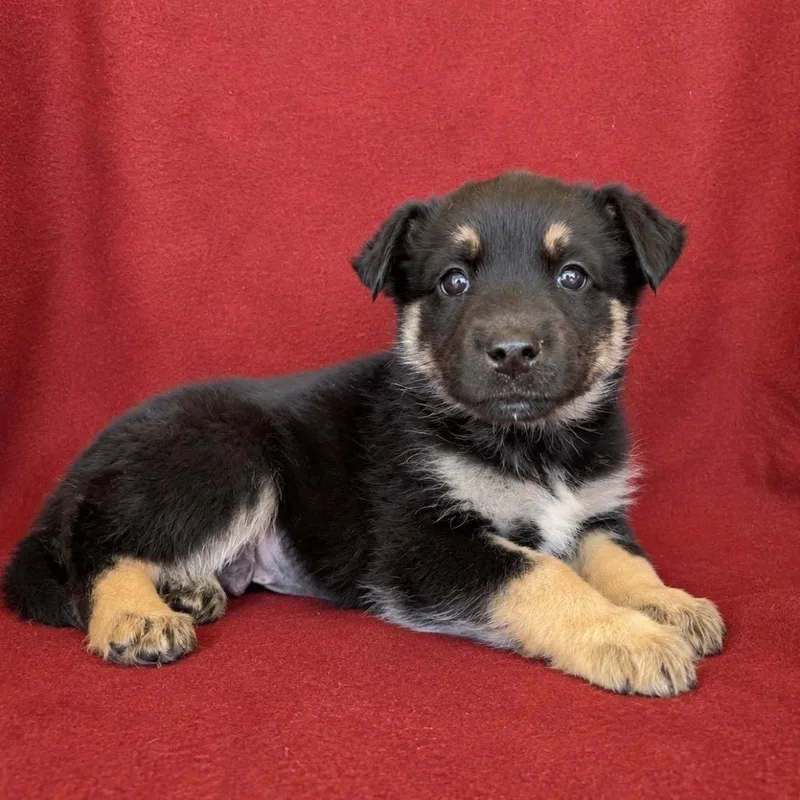 Scout