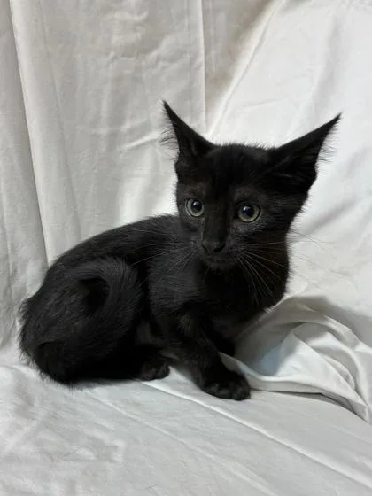 A baby small-sized female Domestic Medium Hair cat named Scorpio for adoption in New Orleans, LA