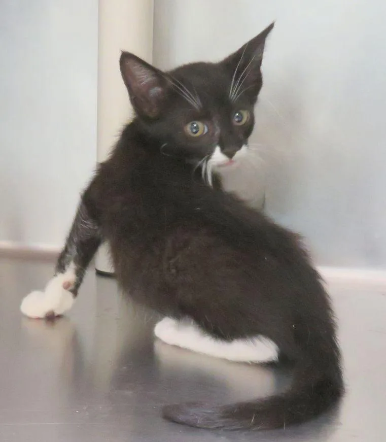 A baby medium-sized male Black & White / Tuxedo Domestic Short Hair cat named Elliott for adoption in Lexington, VA