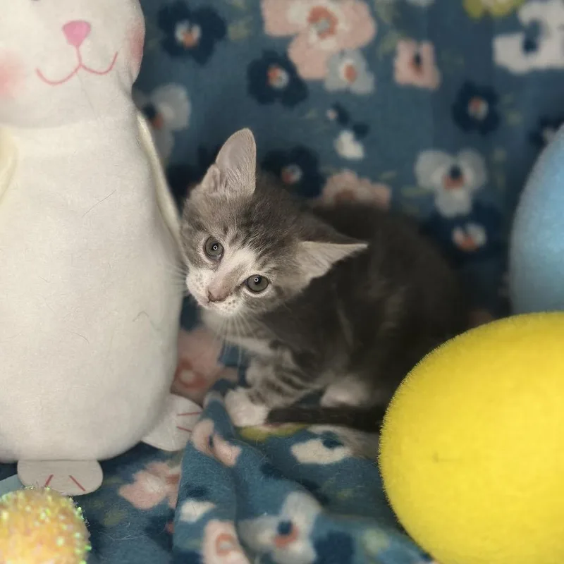 Moscow Mule thumbnail 2