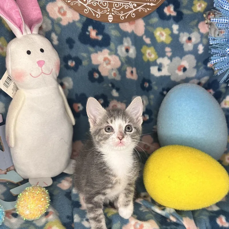 Moscow Mule thumbnail 4