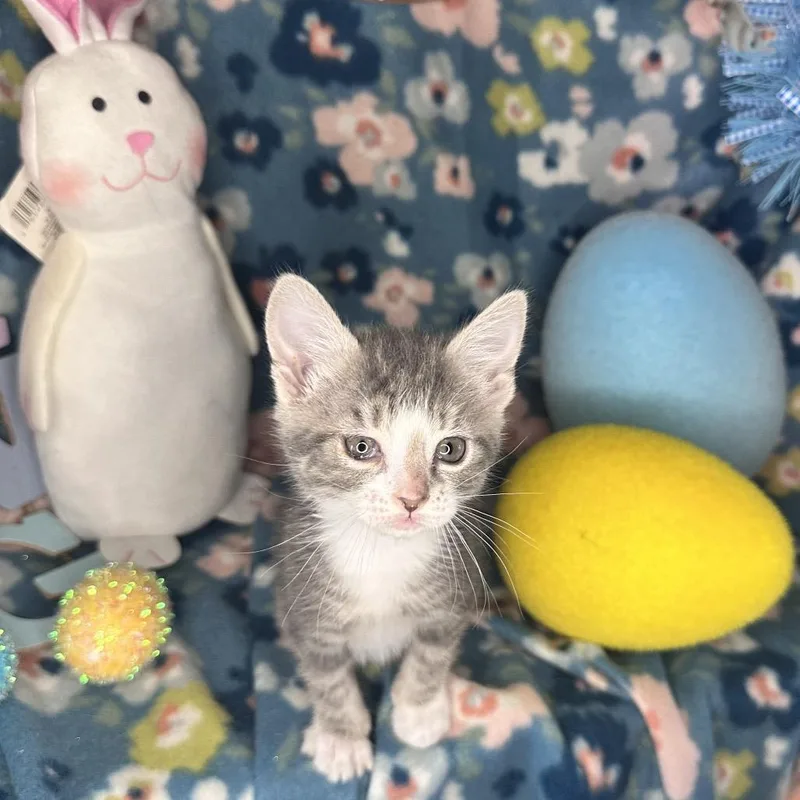 Moscow Mule thumbnail 5