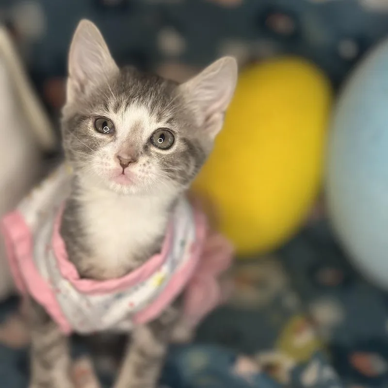 Moscow Mule thumbnail 6