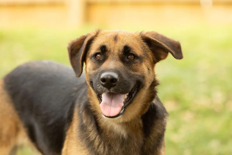 A young large-sized female Black Shepherd dog named Comet for adoption in Tomball, TX