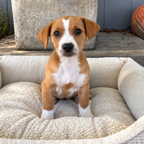 A baby small-sized female Yellow / Tan / Blond / Fawn Beagle dog named Little Debbie for adoption in Lathrop, CA