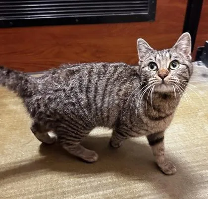 Munchkin thumbnail 2