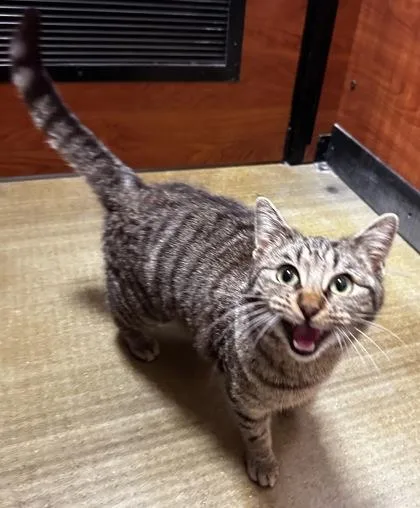 Munchkin thumbnail 3