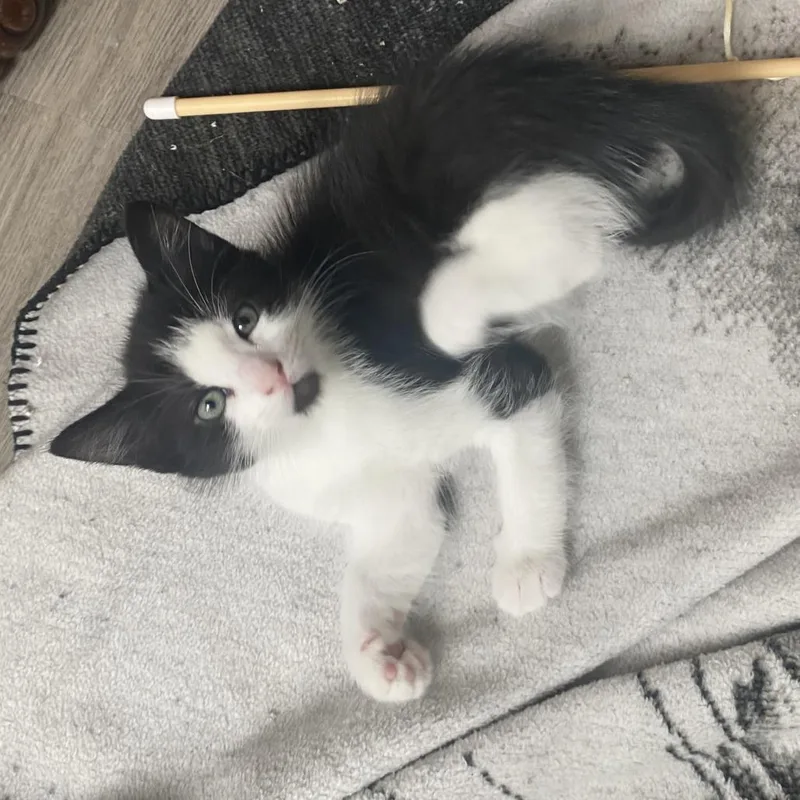 A baby small-sized male Black Domestic Short Hair cat named Batter Up for adoption in Austin, TX