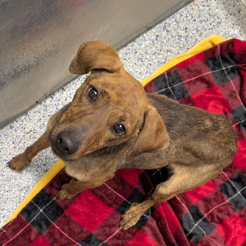 An adult medium-sized female Brown / Chocolate Plott Hound dog named Primrose for adoption in Greenville, SC
