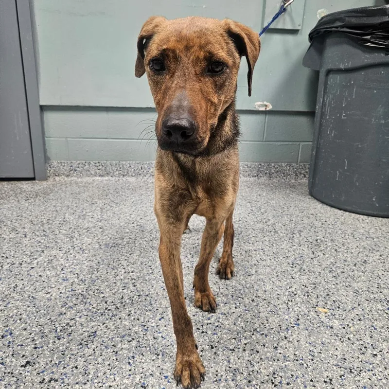 Primrose thumbnail 2