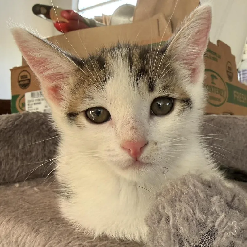 A baby small-sized male Brown / Chocolate Domestic Short Hair cat named Bobsleigh for adoption in Escondido, CA