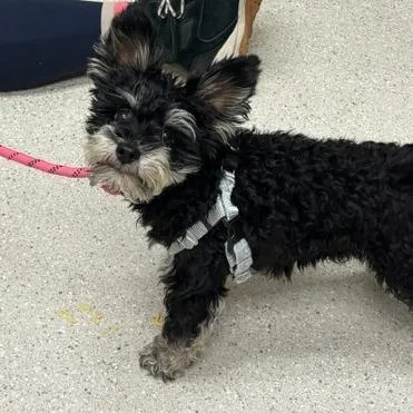 An adult small-sized male Black Yorkshire Terrier dog named Rocky for adoption in Murray, UT