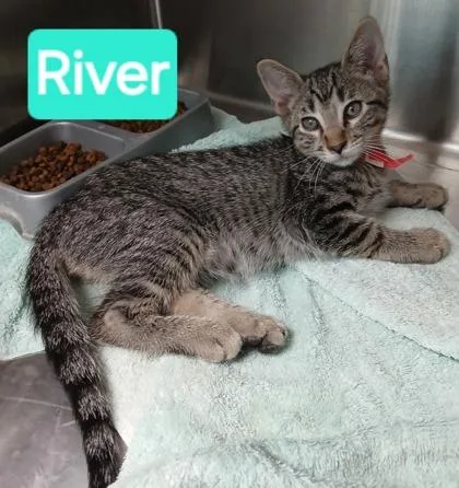 A young medium-sized male Domestic Short Hair cat named Riverun for adoption in Kansas City, MO