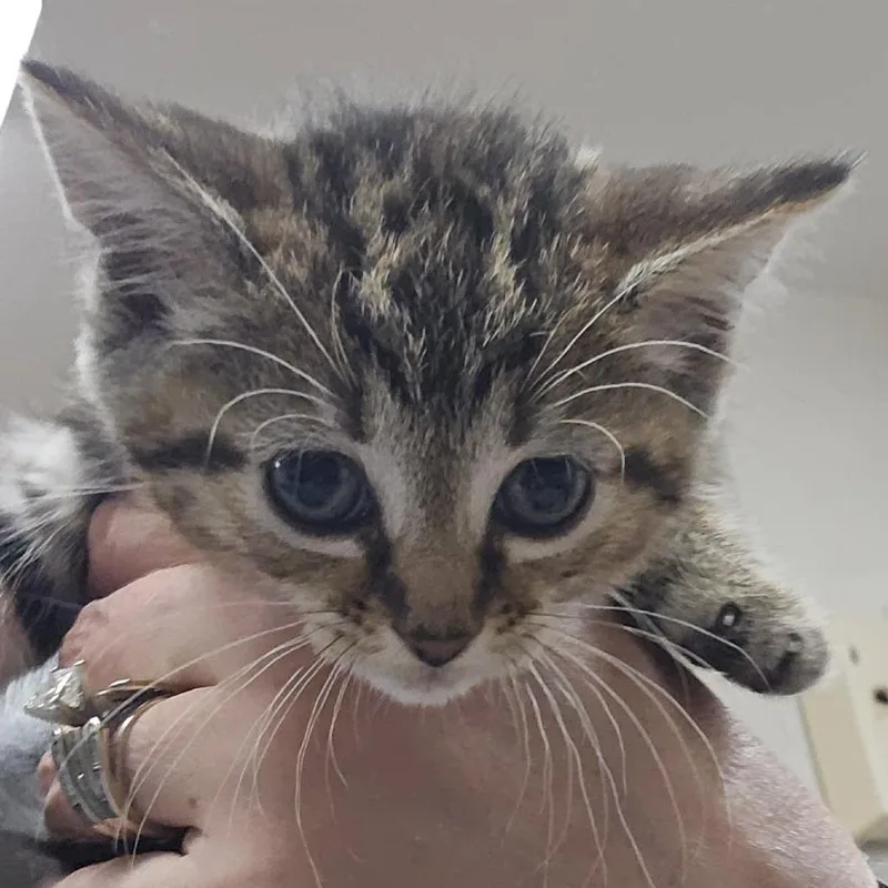 A baby small-sized female Brown / Chocolate Domestic Short Hair cat named Cassidy for adoption in Winchester, VA