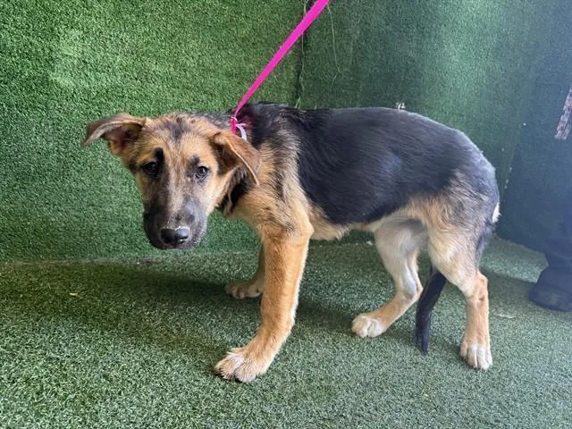 A baby small-sized female German Shepherd Dog dog named Ursula for adoption in Lancaster, CA