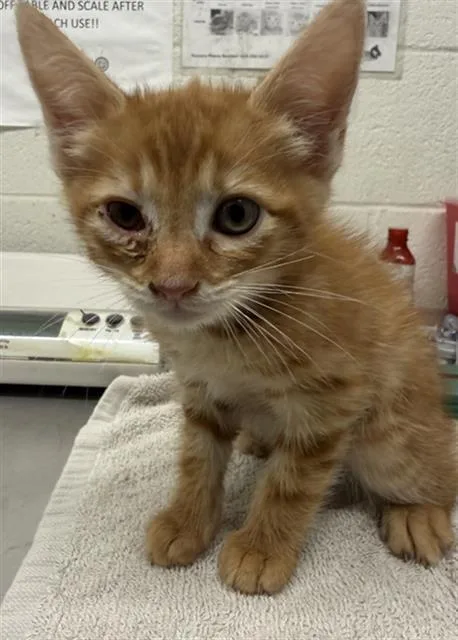A baby small-sized male Domestic Short Hair cat named Mamba for adoption in Chula Vista, CA
