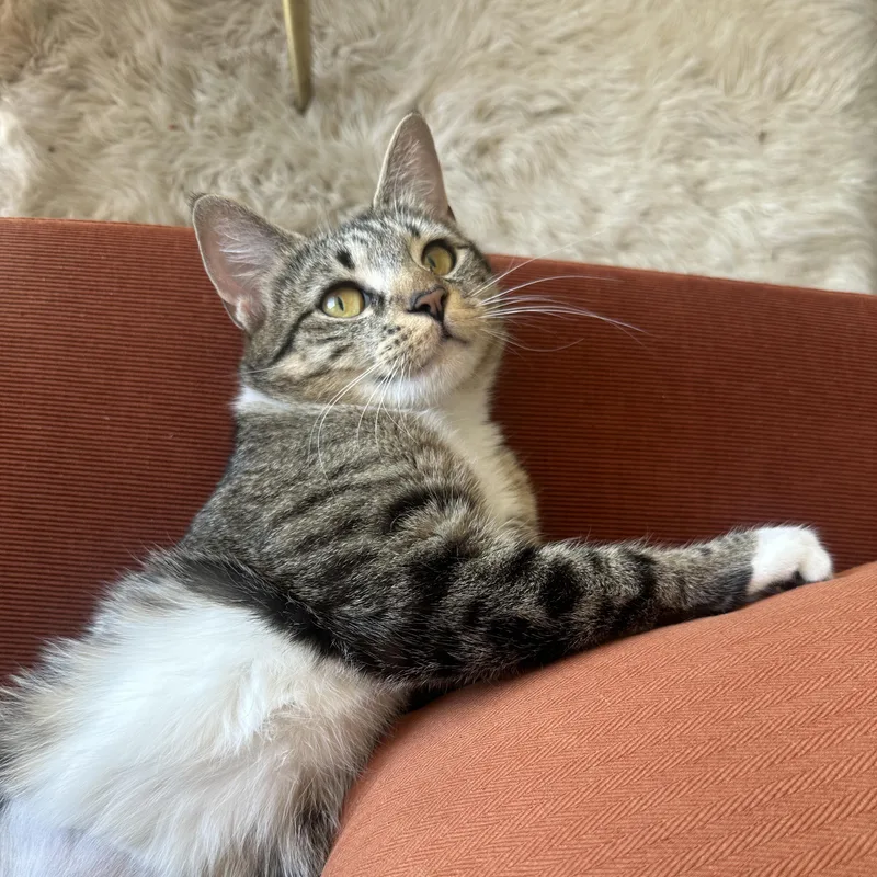 A young medium-sized female Tabby (Brown / Chocolate) Domestic Short Hair cat named Lavender for adoption in Brooklyn, NY