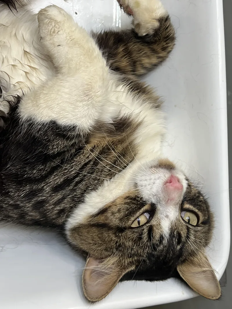 An adult medium-sized male Domestic Medium Hair cat named Marshmallow for adoption in Massillon, OH