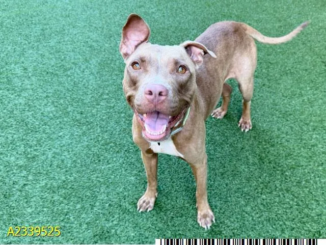 An adult medium-sized female Mixed Breed dog named Jacey for adoption in West Palm Beach, FL